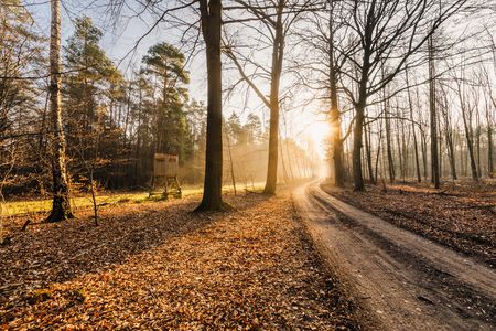 Blick in einen Wald im Herbst. 